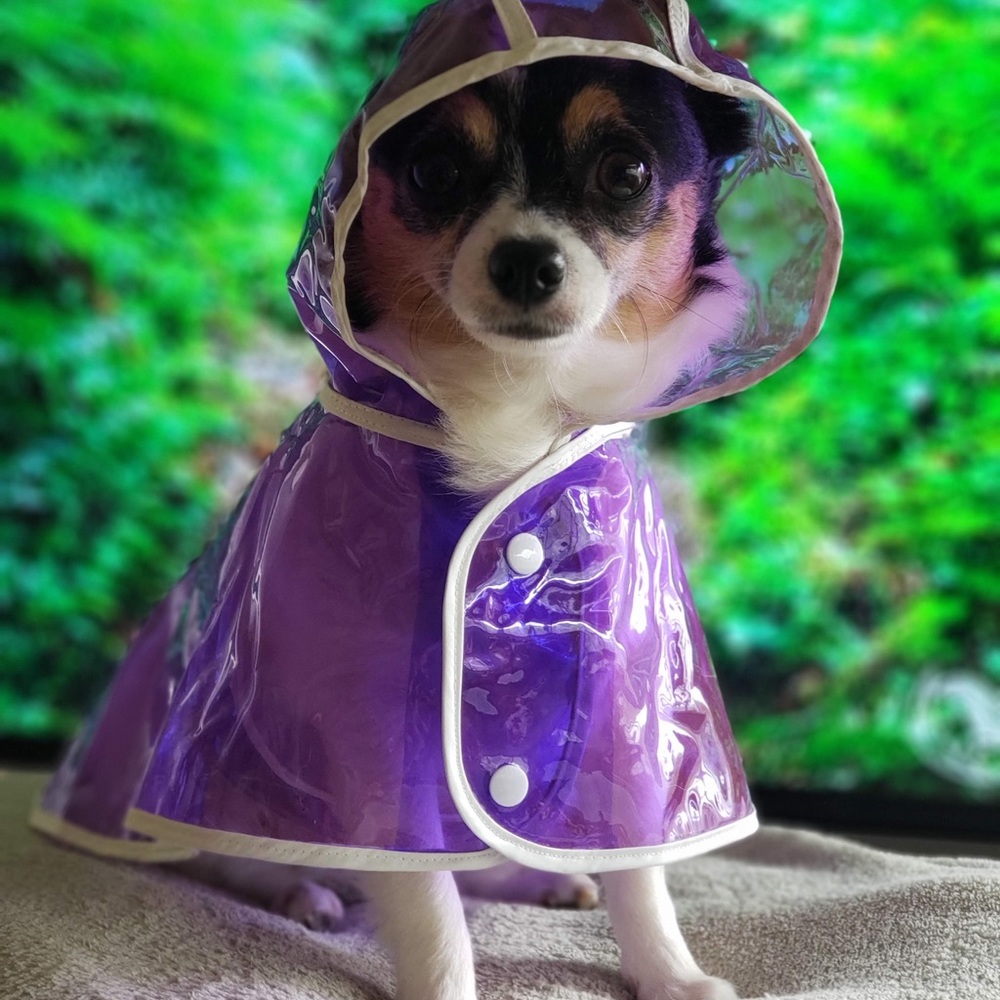 Pet Translucent Rain Coat
